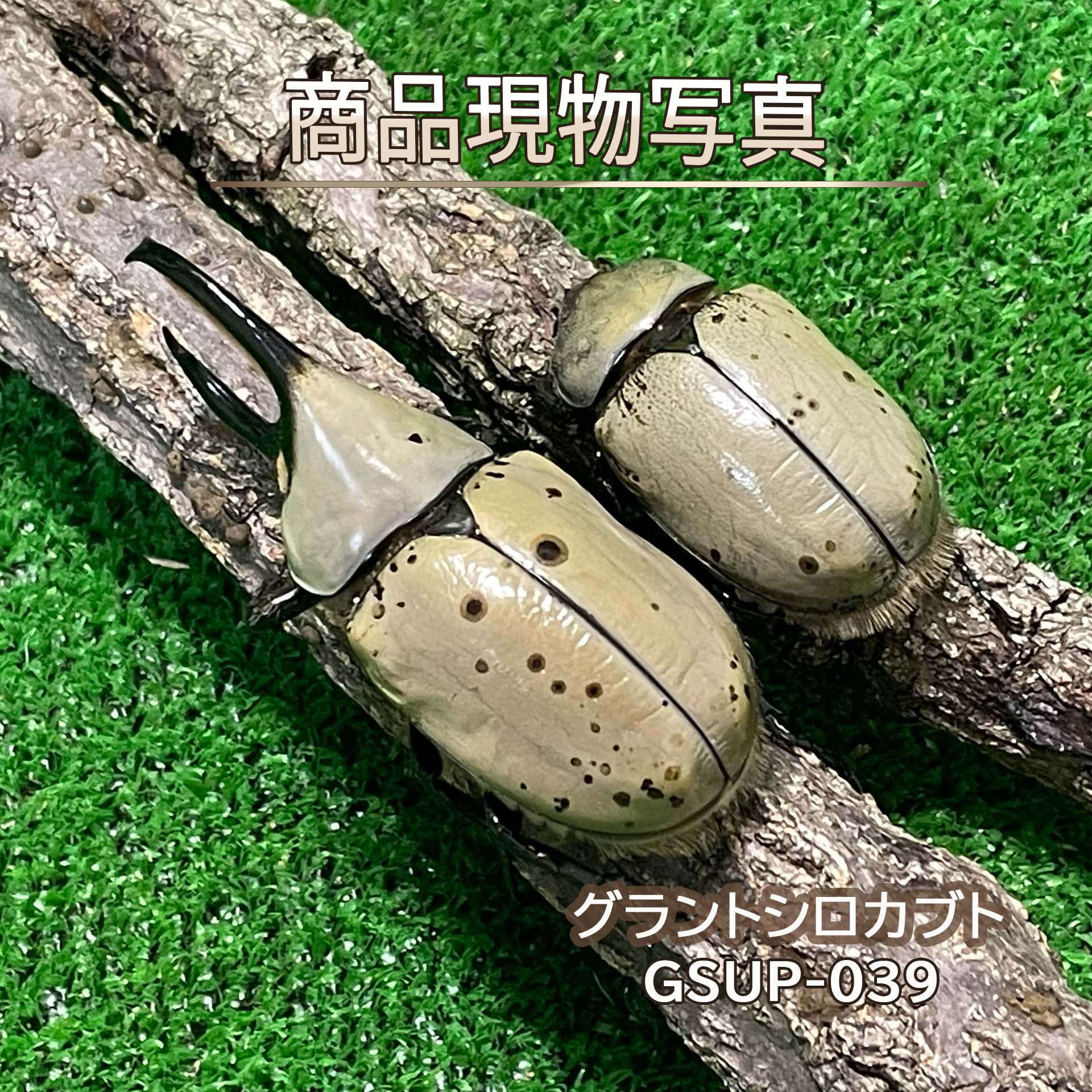 商品情報品種和名：グラントシロカブト学名：Dynastes grantii産地：アメリカ・アリゾナ州種別：外国産カブトムシ種親・サイズ・詳細【種親（同腹）】♂75.4mm（CBF2）×♀53.5mm（CBF2）大型ホワイト血統【♂】サイズ：77.1mm羽化日：2026年9月4日状態：未後食累代：CBF3【♀】サイズ：51.2mm羽化日：2026年8月28日状態：未後食累代：CBF3個体の詳細2026年9月に羽化した、♂♀ともに未後食の大型ホワイト血統の新成虫ペアです。♂77.1mm・♀51.2mmと、♂♀ともに十分なサイズがあり、特に♂は種親♂75.4mmを上回る77.1mmの大型個体です。一方、♂♀ともに上翅に黒点が確認でき、ホワイト血統の中では黒点がやや目立つ個体となります。グラントシロカブトは白さや黒点の入り方に個体差があり、本ペアは黒点の少なさよりも、♂77.1mm・♀51.2mmというサイズを重視される方におすすめのペアです。黒点が目立つ分、サイズを考慮したお求めやすい価格設定としております。※掲載写真は実際にお届けする個体です。寿命グラントシロカブトの成虫寿命は、飼育環境にもよりますが一般的に6か月から8か月前後とされています。寿命の目安（新成虫）【♂：2026年9月4日羽化】・短命の場合：2027年3月頃まで・一般的（平均）：2027年3月〜5月頃・長寿個体：2027年5月以降まで生存することもあります。【♀：2026年8月28日羽化】・短命の場合：2027年2月頃まで・一般的（平均）：2027年2月〜4月頃・長寿個体：2027年4月以降まで生存することもあります。※温度管理・活動開始時期・ゼリーの質・活動量・交尾や産卵の有無などにより、寿命は大きく変動します。寿命に影響するポイント※ かなり個体差が出るので、以下で変わります。・ 温度（20〜25℃前後が理想）・ ゼリーの質・頻度・ 活動量（ペアリングや産卵で消耗）・ ストレス（振動・過密など）ご注意生体は一匹ごとに個体差があり、同じ種類や血統であっても黒点の入り方、体色、サイズなどに違いがあります。本商品は商品現物を撮影しておりますので、掲載写真をご確認のうえご注文ください。また、飼育環境や個体の状態により、掲載写真撮影時から発送までの間に状態が変化する場合がございます。生体は個体自身の寿命や天候及び交通事情等で、稀に死着になってしまう場合がございますが、生体は全て補償がございません。以上のことから、キャンセルや交換、返品等ができませんので、ご理解いただき、ご確認願います。飼育下においてフセツ欠損や脚取れ、脚の麻痺、顎割れ等のグレードダウンが確認された場合、誠に申し訳ございませんが、一方的にキャンセルとさせていただきます。キャンセルになった個体はアウトレット個体としてB品として再度販売することをご了承願います。また、ご注文後から発送までの当ショップ管理中に、フセツ欠損・死亡等の状態変化が生じた場合には、発送前にご連絡のうえ、ご注文をキャンセルさせていただく場合がございます。【大型ホワイト血統】 グラントシロカブト ペア ♂77.1mm ♀51.2mm 生体 計2頭 【GSUP-039】外国産 カブトムシ 昆虫 成虫 ペット（発送：60または80サイズ） ♂77.1mmの大型個体！大型ホワイト血統から羽化したグラントシロカブト新成虫ペア！黒点が目立つため、大型ペアをお求めやすい価格で！ カブトムシ類には珍しく、全身が白である。湿気があると濃いいグレー色をしていますが乾燥すると白色に変色します。北米産のカブトムシの中では最大種です。飼育は初心者でも簡単な部類ですが、普通のカブトムシより卵の期間が長く、長いものでは6か月間卵の状態で孵化するのが待ち遠しいですがその間の水分補給がとても重要になります。また、黒点が少ない個体が価値観が高くなり、反対に黒点が多い個体は価値観が低くなり価格も安くなる傾向にあります。 10