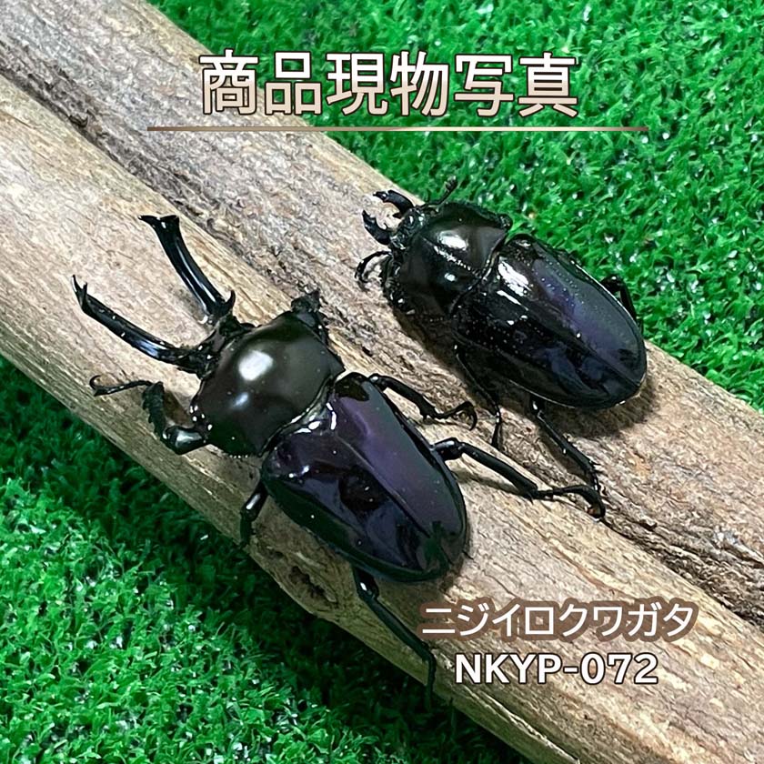 楽天市場】ニジイロクワガタ 菌糸ビン サイズの通販