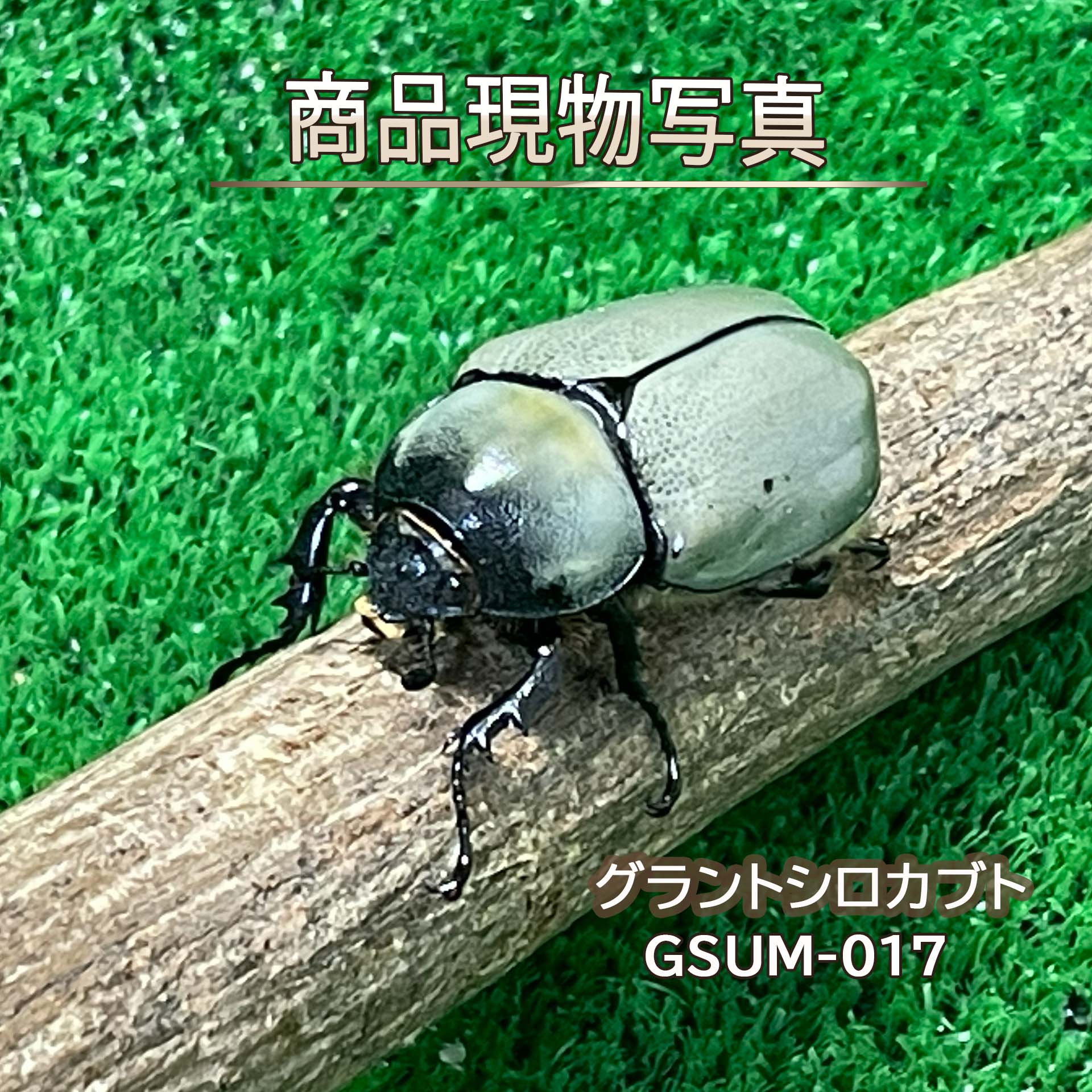 【ホワイト血統・黒点極少】グラントシロカブト ♀単品 49.6mm 生体 1頭【GSUM-017...