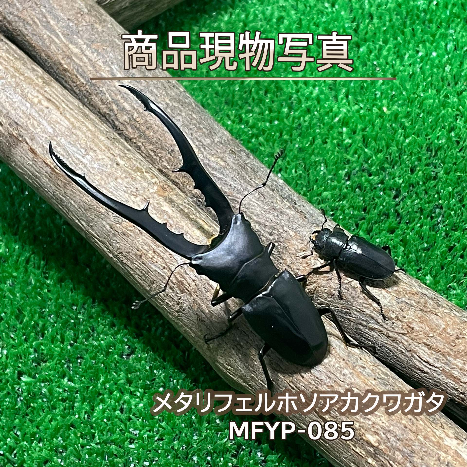 楽天市場】メタリフェルホソアカクワガタの通販