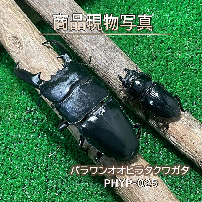 楽天市場】パラワンオオヒラタクワガタの通販