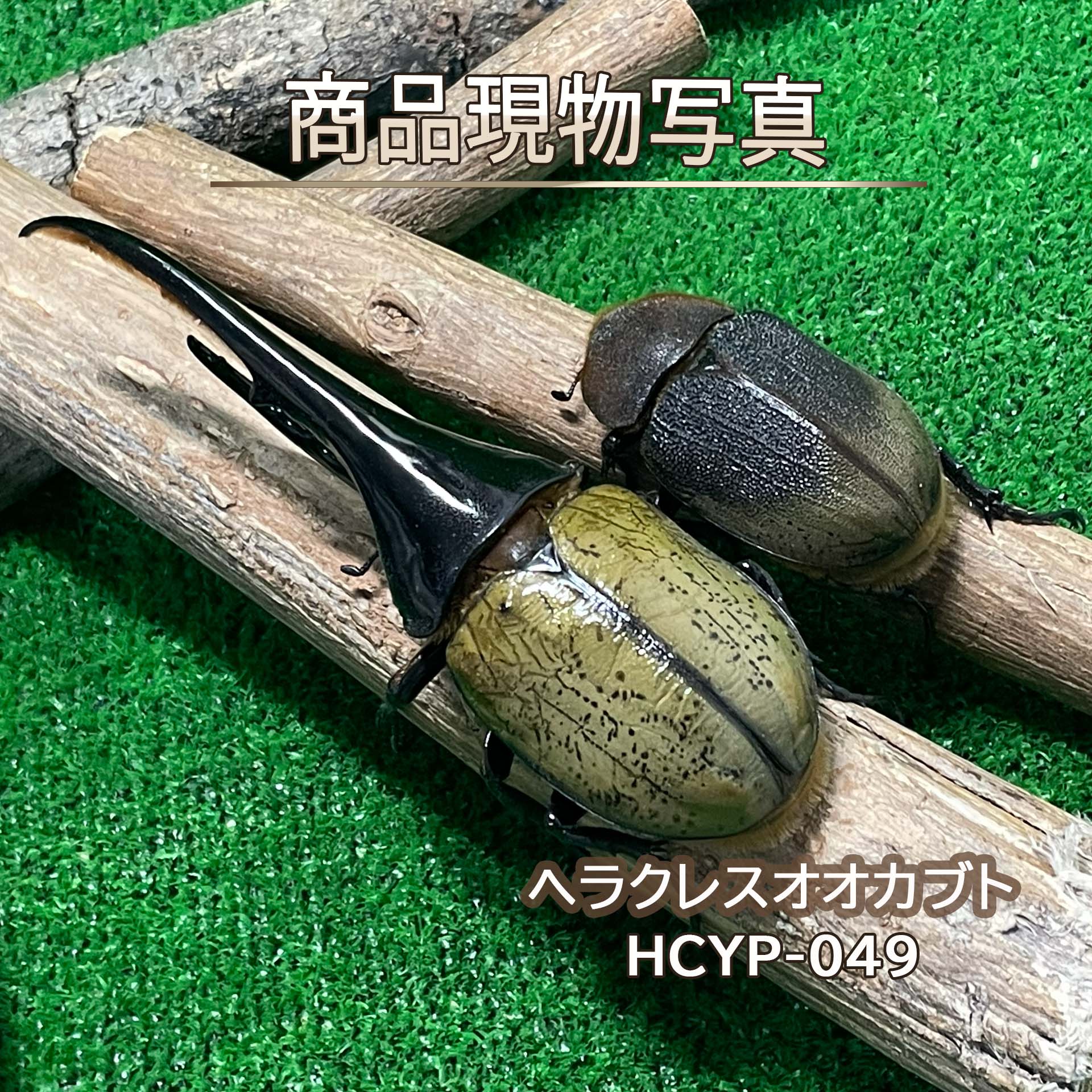 楽天市場】ヘラクレスリッキー（生体｜昆虫）：ペット・ペットグッズの通販