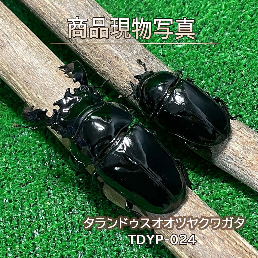 楽天市場】タランドゥスの通販
