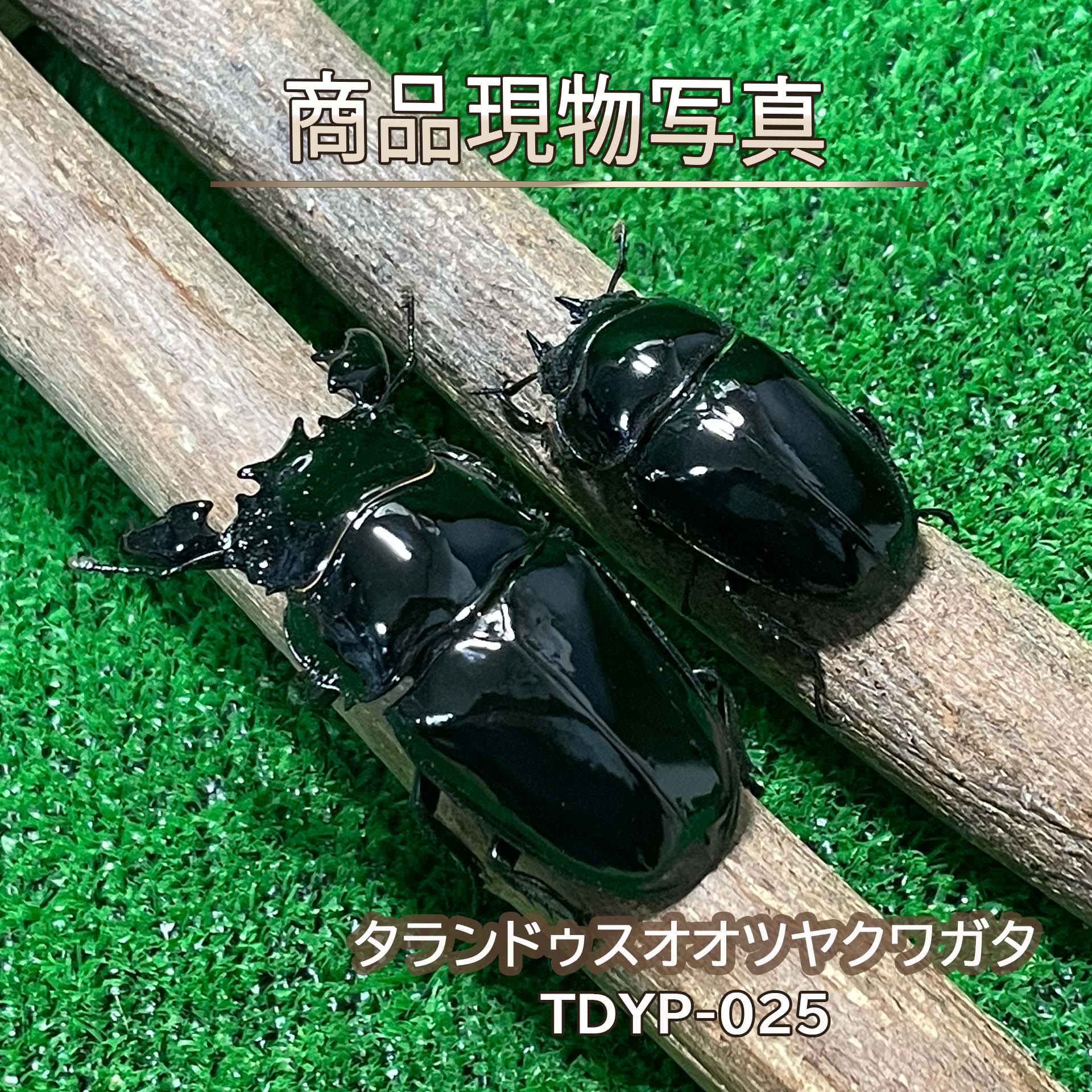 楽天市場】タランドゥス 生体の通販