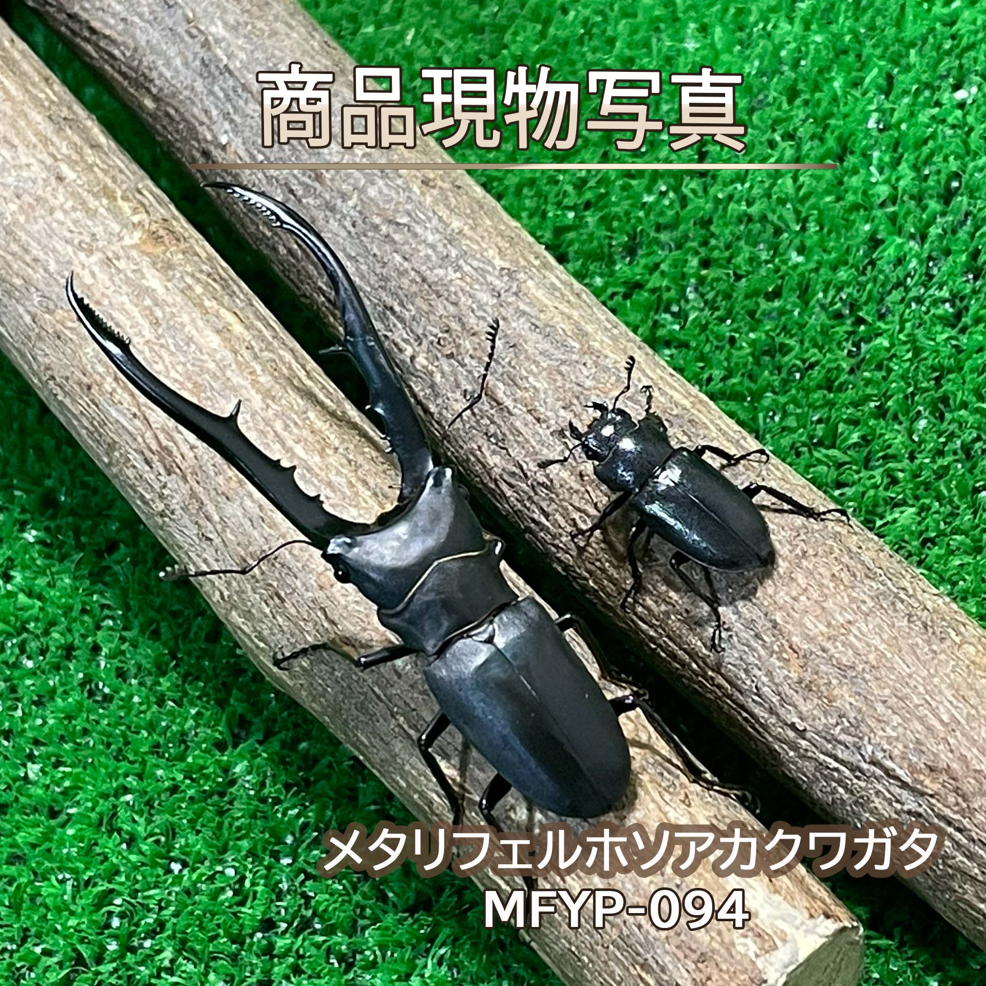 楽天市場】メタリフェルホソアカ クワガタ（ペット・ペットグッズ）の通販