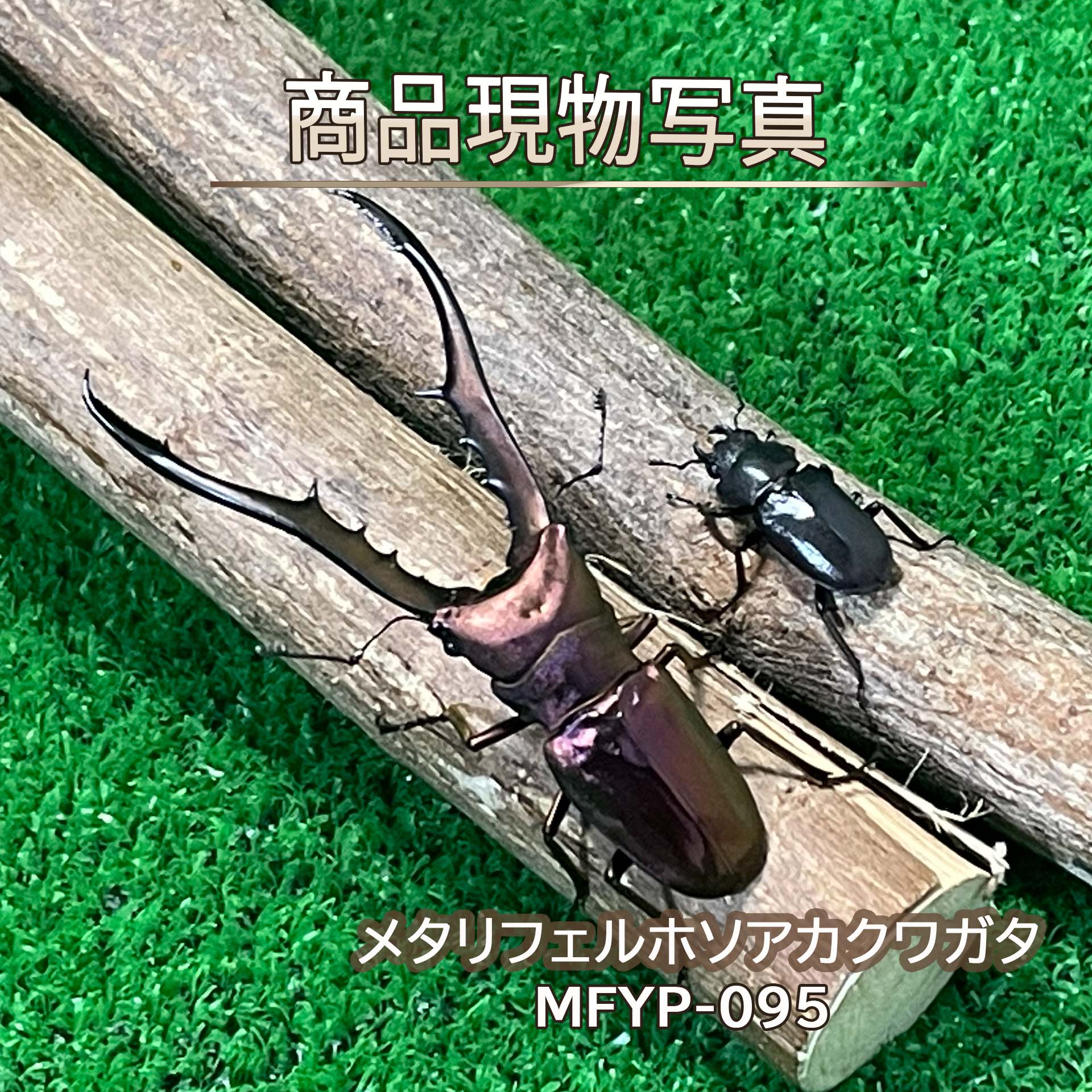 楽天市場】メタリフェルホソアカ クワガタの通販