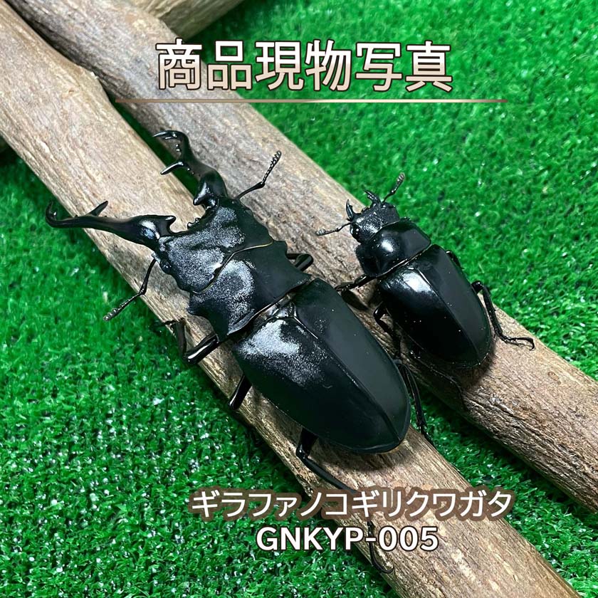 楽天市場】ギラファノコギリクワガタ 標本の通販