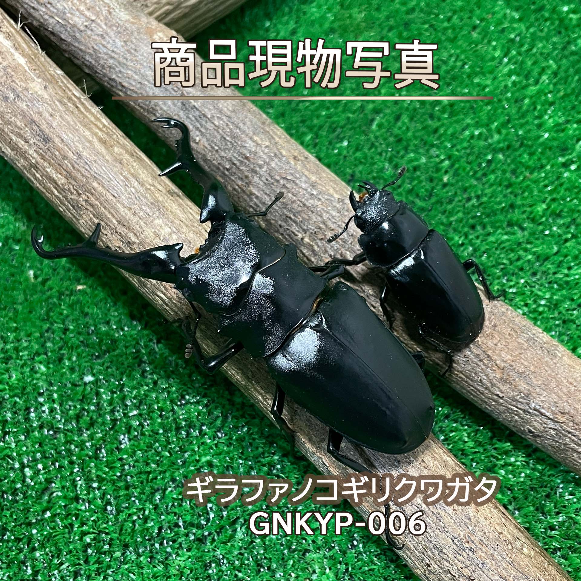 楽天市場】◇「ギラファノコギリワガタの通販