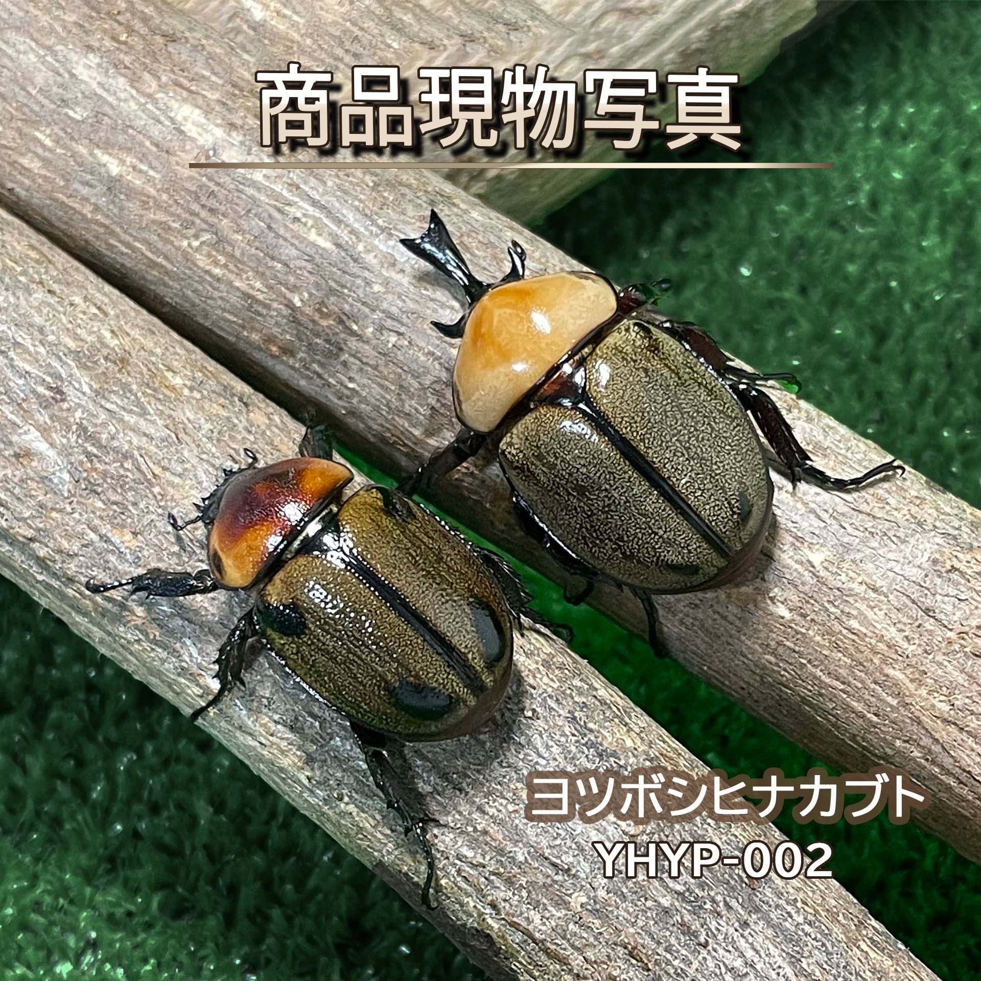 ヨツボシヒナカブト ペア 成虫 超大型個体 ♂42,3mm♀32.5mm 新成虫 人気サイズ 観察も楽しめる
