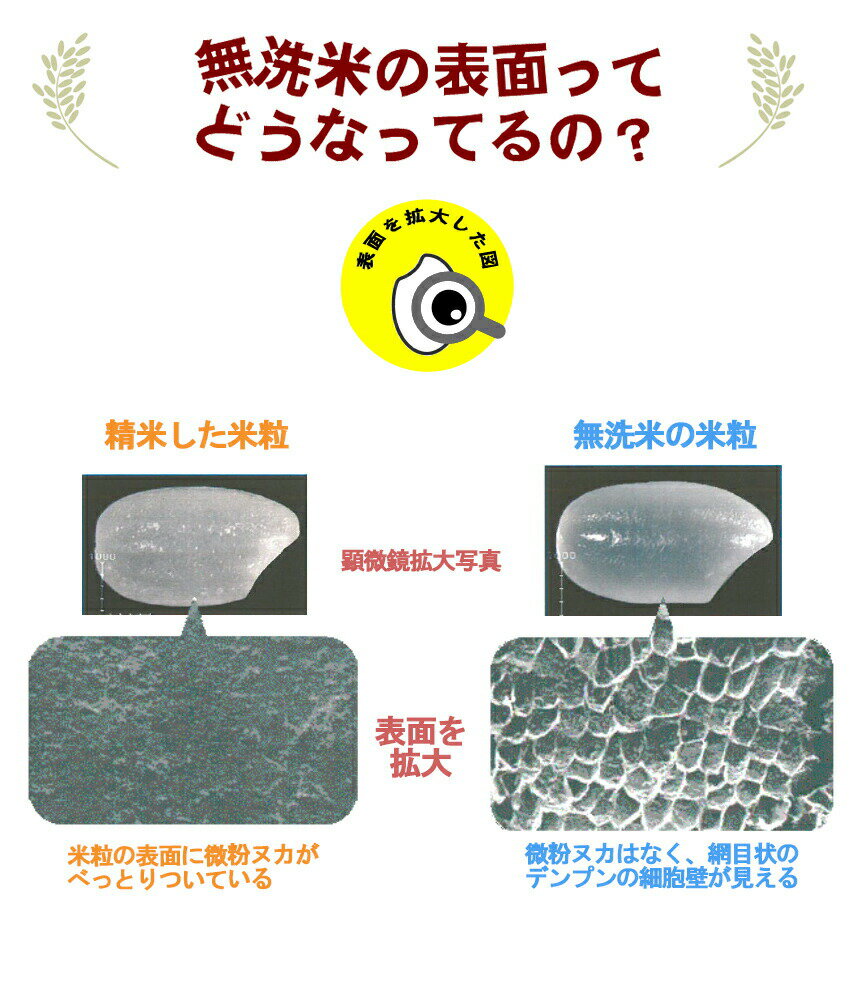 【令和7年産】米5kg 送料無料 九州 無洗米福岡のお米 福岡県産ヒノヒカリ 米 無洗...