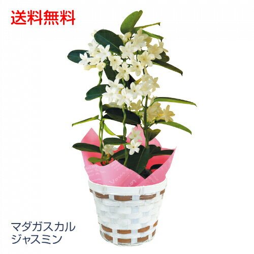 【送料無料】 母の日 ギフト プレゼント 生花 鉢植え 花鉢 マダガスカルジャスミン 4号鉢 2022