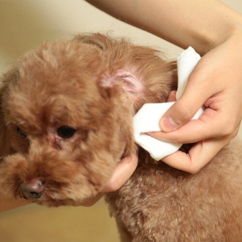 �ڥåȥ��� �ȡ��饹 ���������䡼 50ml ��1�� | �� ǭ ���� ������ ���䡼���꡼�ʡ� ���������䡼