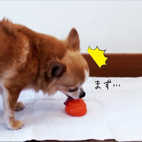 トーラス フンロップゴールド30ml | 犬 猫 しつけ 食糞防止 糞 対策 フンロップゴ...