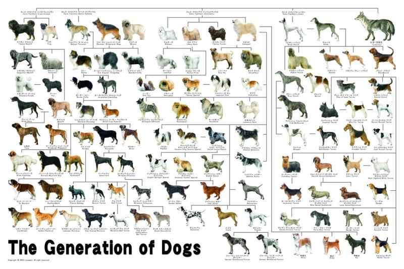 1000ピース ジグソーパズル めざせパズルの達人 犬の系統図(50x75cm)