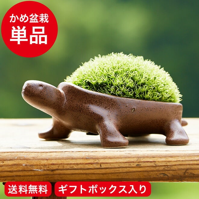 送料無料 亀盆栽（こけ盆栽 コケ 苔 コケ盆栽 苔盆栽 ミニ盆栽 盆栽 bonsai ボンサイ かめ カメ 亀 ぼんさい）【のし・包装利用不可】70代 60代 インテリア おしゃれ 贈答品 父の日ギフト 母の日