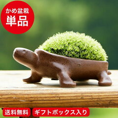 https://thumbnail.image.rakuten.co.jp/@0_mall/bellevie-harima/cabinet/bonsai/kamebonsai/kameb_s1a.jpg