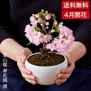 （桜盆栽）旭山桜　盆栽（送料無料）（桜 盆栽　bonsai　ボンサイ　さくら ミニ盆栽 桜盆栽 お祝い エア花見）　翠松園　撰【開花時期は3月末から4月頃となります。】【包装不可・のし不可　ご了承ください。】【楽ギフ_