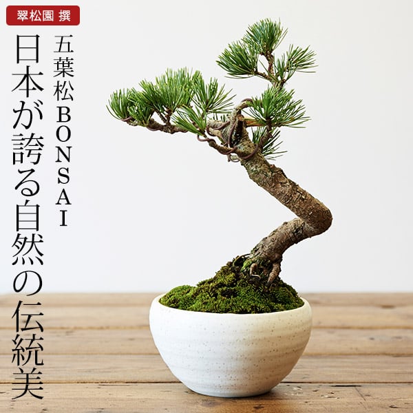 ギフト 盆栽 五葉松 （ミニ盆栽 bonsai ボンサイ） 翠松園 撰【包装不可・のし不可 ご了承ください。】（送料無料）/ お祝い 内祝い お礼 お返し 誕生日 快気祝い 贈答品 母の日