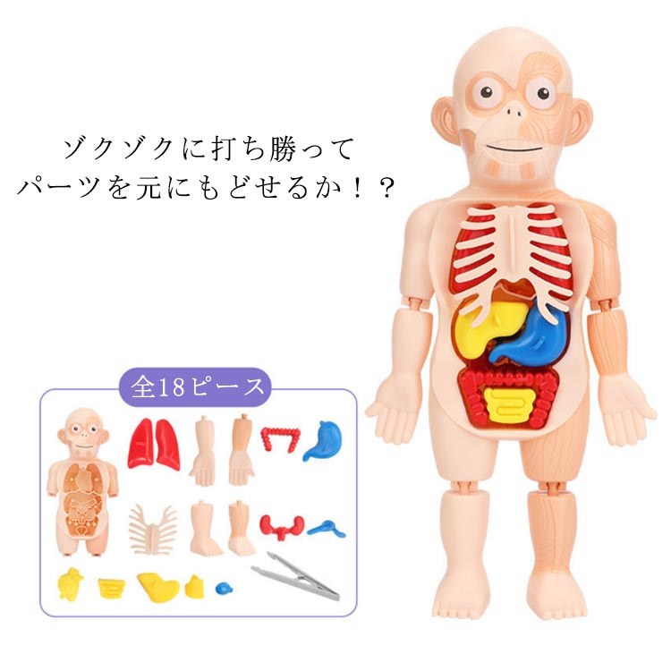 18ピース 6才以上 知育玩具 スマートラボトイズ 人体模型 23.5cm 筋肉 組み立て 骨 知育玩具 臓器 科学 実験 人体模型