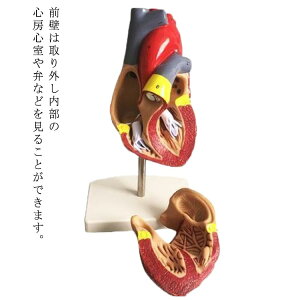 2分解モデル 目 人体模型 心臓模型 右心房 心臓模型 左心房 左心室 心臓 心臓バイパス付 モデル 4D 実物大 模型 解剖 教材 模型 診察 実習生 看護 右心室