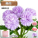 造花 インテリア 高級 リアル 観葉植物 母の日 プレゼント 花 送料無料 母の日 枯れない 植物 装飾 部屋飾り 贈り物 プレゼント 庭 店舗 お祝い 造花 ...