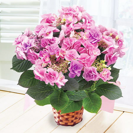 【長く楽しめるおすすめ花ギフト】紫陽花 アジサイ フェアリーアイ