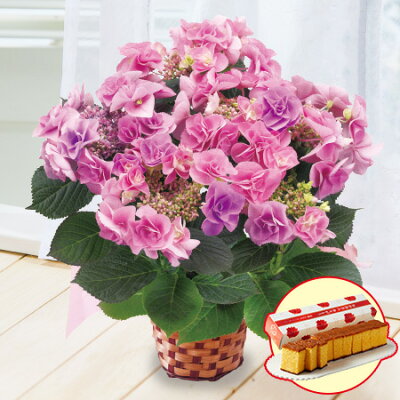 母の日 プレゼント 花 2025 予約 ギフト あじさい 花鉢 鉢植え スイーツ お菓子 長崎 カステラ セット フェアリーアイ 5号 母の日期間お届け 【送料無料】