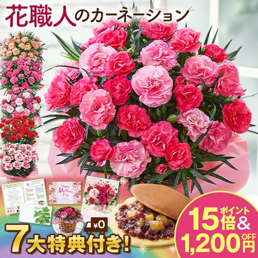 母の日 ギフト ガーベラ2鉢 鉢植え 花言葉は感謝♪ ◆母の日ギフト プレゼント 鉢植え 花鉢