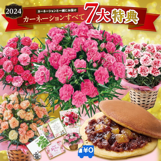 母の日 プレゼント 花 2024 贈答 ギフト カーネーション 花鉢 鉢植え スイートジュエル 5号 母の日期間お届け 【ギフト対象商品】