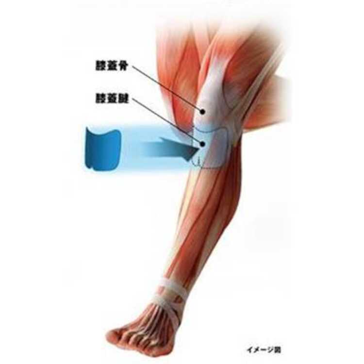 �˥塼�ϥ� New-HALE �ˡ����å��� ���㥳���륰�졼 #010501006 6������ NEW-HALE