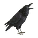 ハシブトガラス カラス 烏 貯金箱 リアル オブジェ 置物 PET BANK JUNGLE CROW (ペットバンク ジャングル クロウ) #57800