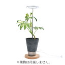 植物育成用LEDライト　「オロハライト」 ～oroha light～　植物育成に適したLEDライト　コンパクトで、タイマー付き　2色のカラーでインテリアを演出