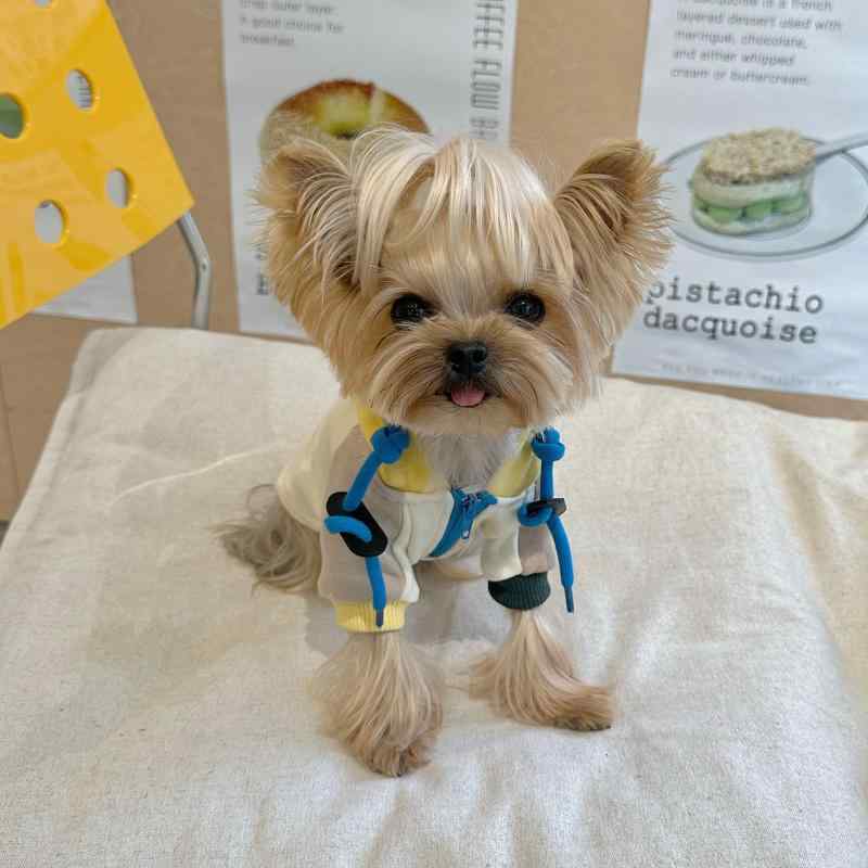 小型犬用 連帽 パーカー 春秋 切り替え カラー スタイリッシュ フード付き 散歩向き 軽量 素材
