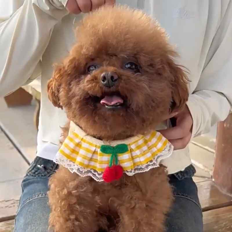 小型犬用 ペットハーネス 調整可能 散歩リード チェーン 屋外活動 ポメラニアン ビ...