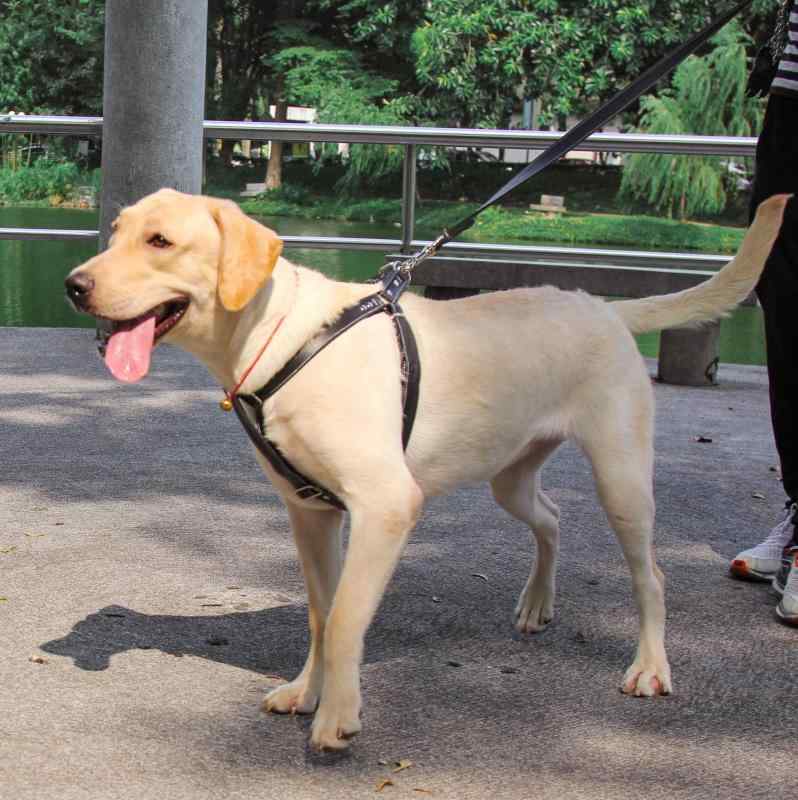 Other - 犬用ハーネス 大型犬対応 調整可能 背心式 牽引ロープ 牛革製 脱走防止 太め 散歩用 ペット用品 軽量 伸縮性 通勤通学 普段使い アウトドア