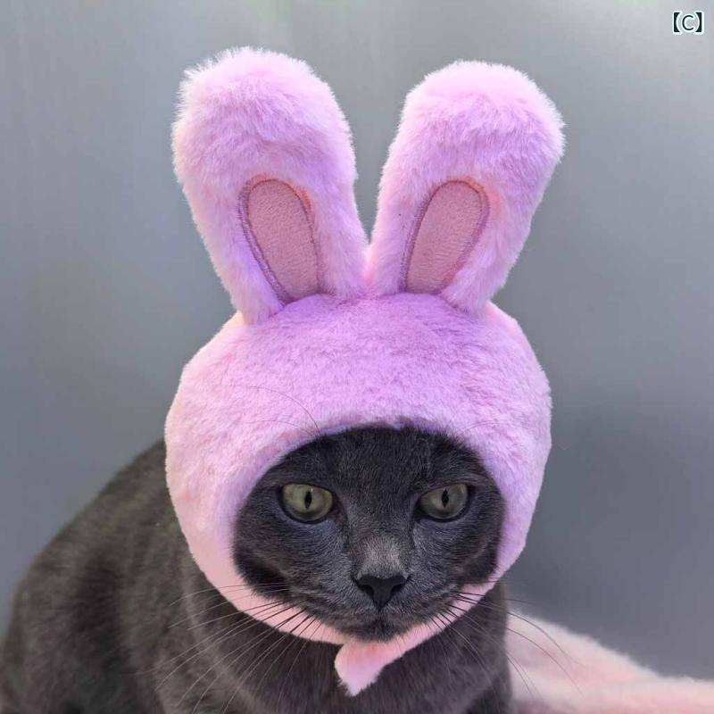 耳栓 猫用 犬用 騒音遮断 ヘッドバンド式 イヤーカバー 花火対策 爆竹対策 ストレ...