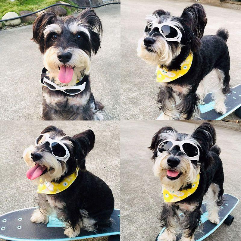 犬 サングラス ペット用 ゴーグル フレンチブルドック 夏 夏服 秋 冬 雪 雪山 スキー アクセサリー 雑..