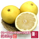◆グレープフルーツ ホワイト(45玉 約15kg)◆ 柑橘 ...
