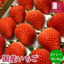 国産いちご 夏いちご 冬いちご 【2L〜Mサイズ (20〜30粒) 約250g×6トレー】紅ほっぺ  ...