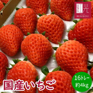 国産いちご 【2L〜Mサイズ (20〜30粒) 約250g×16トレー】 夏いちご 冬いちご 紅ほっぺ きらぴ香 サマー..