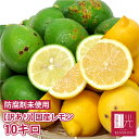 国産レモン 静岡産 訳あり B品 10kg 「北海道・沖縄への配送は+1100円」 レモン 国産 果汁 ノーワックス 防腐剤 防カビ剤 未使用 LEMON