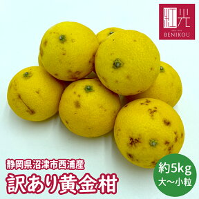 【通常6300円→訳あり3980円！】 ★数量限定★ 【クール便】訳あり 黄金柑 大箱 約5kg 静岡県沼津市西浦 「北海道・沖縄は送料+1100円」 ゴールデンオレンジ 果物 フルーツ