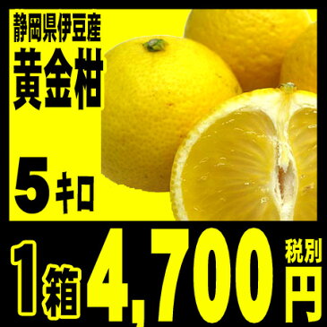 黄金柑◆注文順に発送中◆幻のミカン★静岡県沼津市西浦 黄金柑 （ ゴールデンオレンジ ） 大箱（約5キロ入り）「北海道・沖縄・その他離島は送料＋540円」