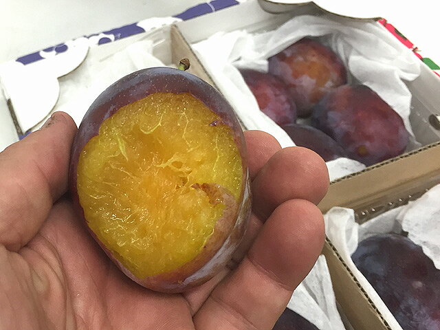 こだわりの果物屋 紅光の【早期予約割！数量限定 300円OFF！4780円→4480円！】【予約・8月下旬～9月上旬頃出荷開始予定】プルーン 北海道仁木町山田さんの 大粒プルーン（パープルアイ）4パック入り (約2kg) （4パックで約15〜20個前後） 果物 フルーツ 鉄分 ギフト 家庭用｜アングル2