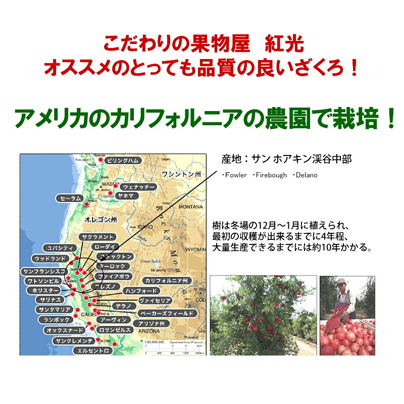 【予約・11月中旬～下旬頃から順次出荷開始予定】アメリカ産 生ざくろ 約4.5kg「北...