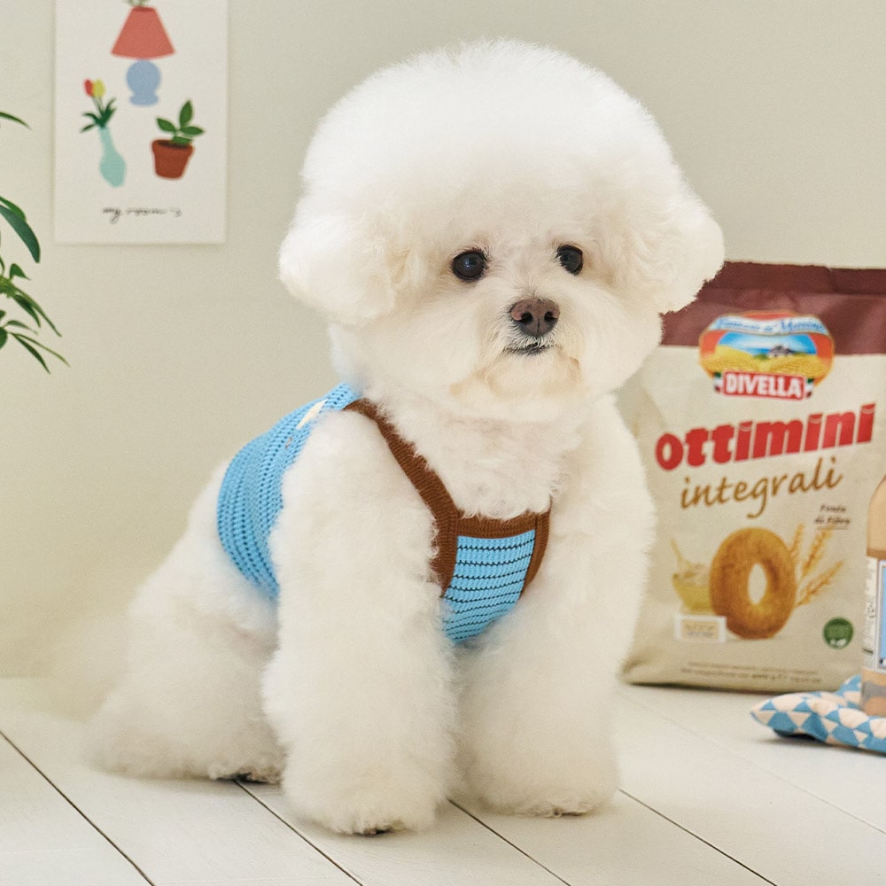 楽天市場】benny 犬の通販