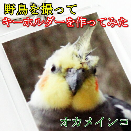 楽天便利工房なかやまオーダー 写真 キーホルダー スマホ sns風 野鳥 オカメインコ オリジナル アクリル 写真キーホルダー 長方形 5.5cmX4.2cm 《 赤ちゃん 子供 ペット 趣味 家族 風景 思い出 スナップ 写真 入れ 七五三 入園 入学 卒業 卒団 部活 プレゼント ギフト 記念品 土産 推し活 》