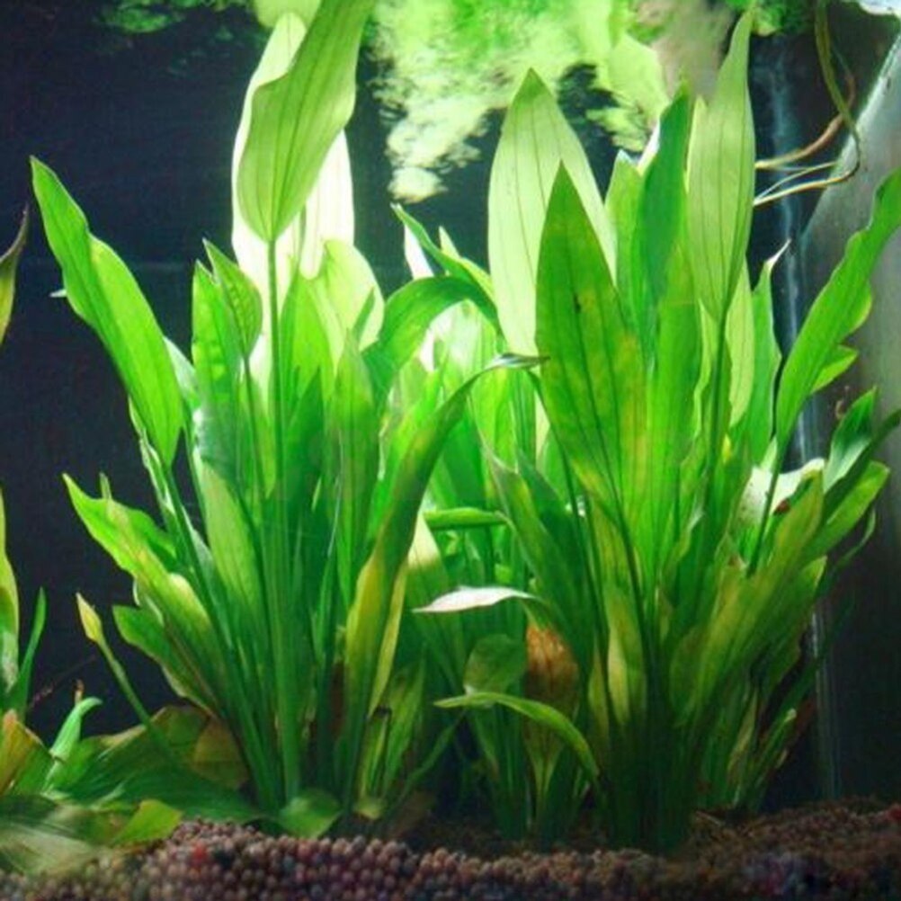 装飾用の人工植物,庭の装飾用の組成物,水槽用の装飾アクセサリー,15cm