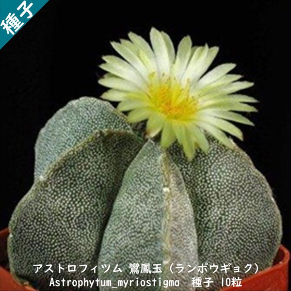 観葉植物 サボテン 種子 種 鸞鳳玉 