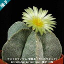 観葉植物 サボテン 種子 種 鸞鳳玉 ランポウギョク Astrophytum Myriostigma アストロフィツム ミリオスチグマ 種子 10粒